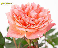 Троянда Ninetta (Нінетта) Міні
