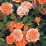 Троянда Ninetta (Нінетта) Міні, фото 6