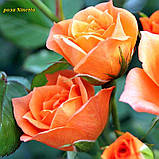 Троянда Ninetta (Нінетта) Міні, фото 4