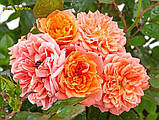 Троянда Ninetta (Нінетта) Міні, фото 7