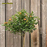 Троянда Ninetta (Нінетта) Міні, фото 9