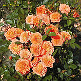 Троянда Ninetta (Нінетта) Міні, фото 8