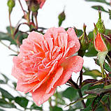 Троянда Ninetta (Нінетта) Міні, фото 3