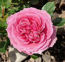 Pink Babyflor (Пінк Бебіфлор) міні