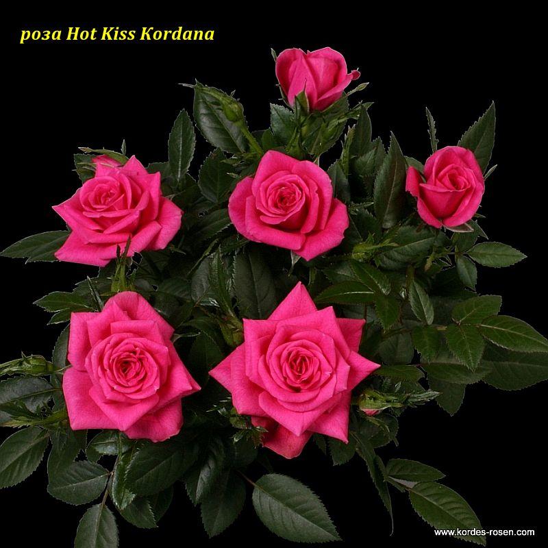 Троянда Hot Kiss Kordana (Хот Кисс Кордана) Мініатюрна гор 3л