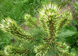 Сосна гірська Sunshine 3 річна, Сосна горная Саншайн, Pinus mugo Sunshine, фото 6