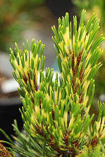 Сосна гірська Sunshine 3 річна, Сосна горная Саншайн, Pinus mugo Sunshine, фото 3