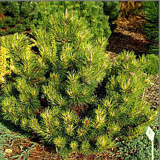 Сосна гірська Sunshine 3 річна, Сосна горная Саншайн, Pinus mugo Sunshine, фото 4