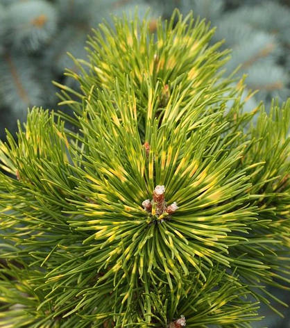 Сосна гірська Sunshine 3 річна, Сосна горная Саншайн, Pinus mugo Sunshine, фото 1