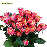 Троянда Sonora (Сонора) спрей, фото 4