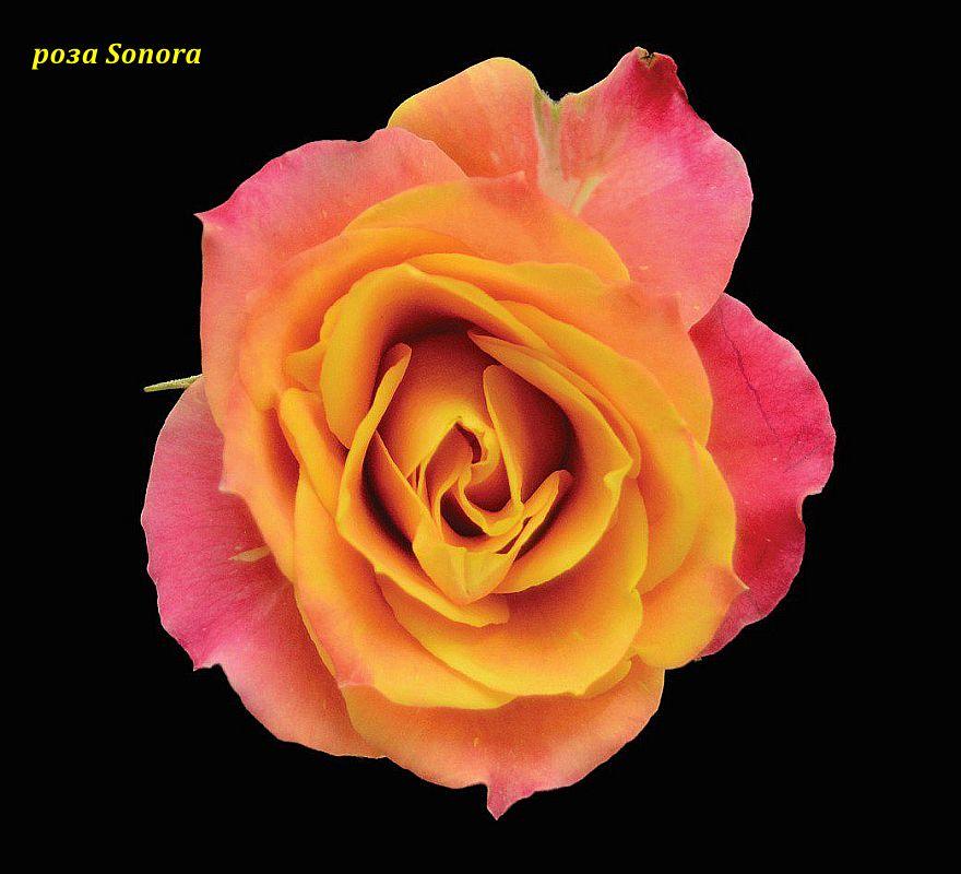 Троянда Sonora (Сонора) спрей, фото 1