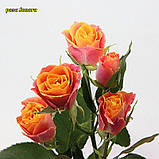 Троянда Sonora (Сонора) спрей, фото 6