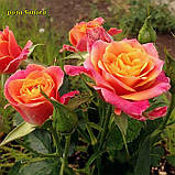 Троянда Sonora (Сонора) спрей, фото 2