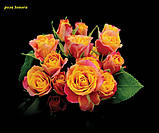 Троянда Sonora (Сонора) спрей, фото 3