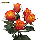 Троянда Sonora (Сонора) спрей, фото 5