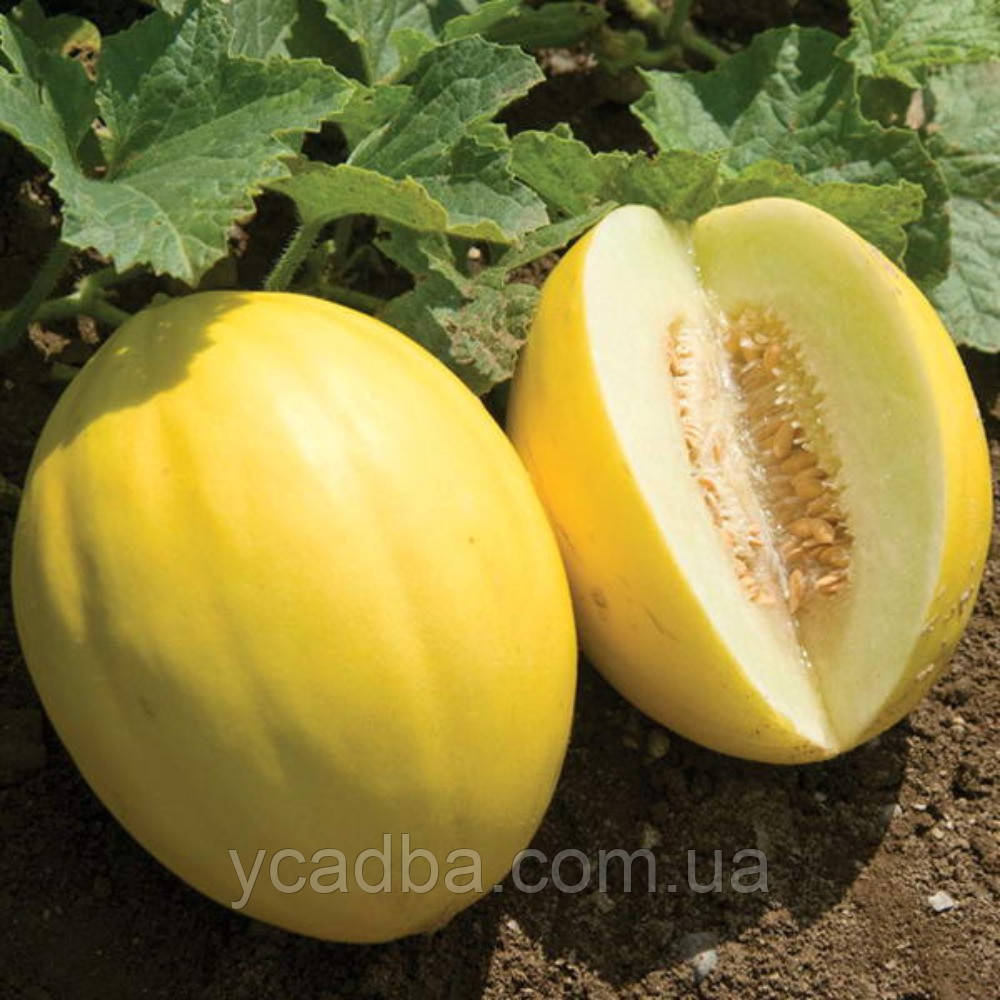 Насіння Дині Колгоспниця (2г), фото 1