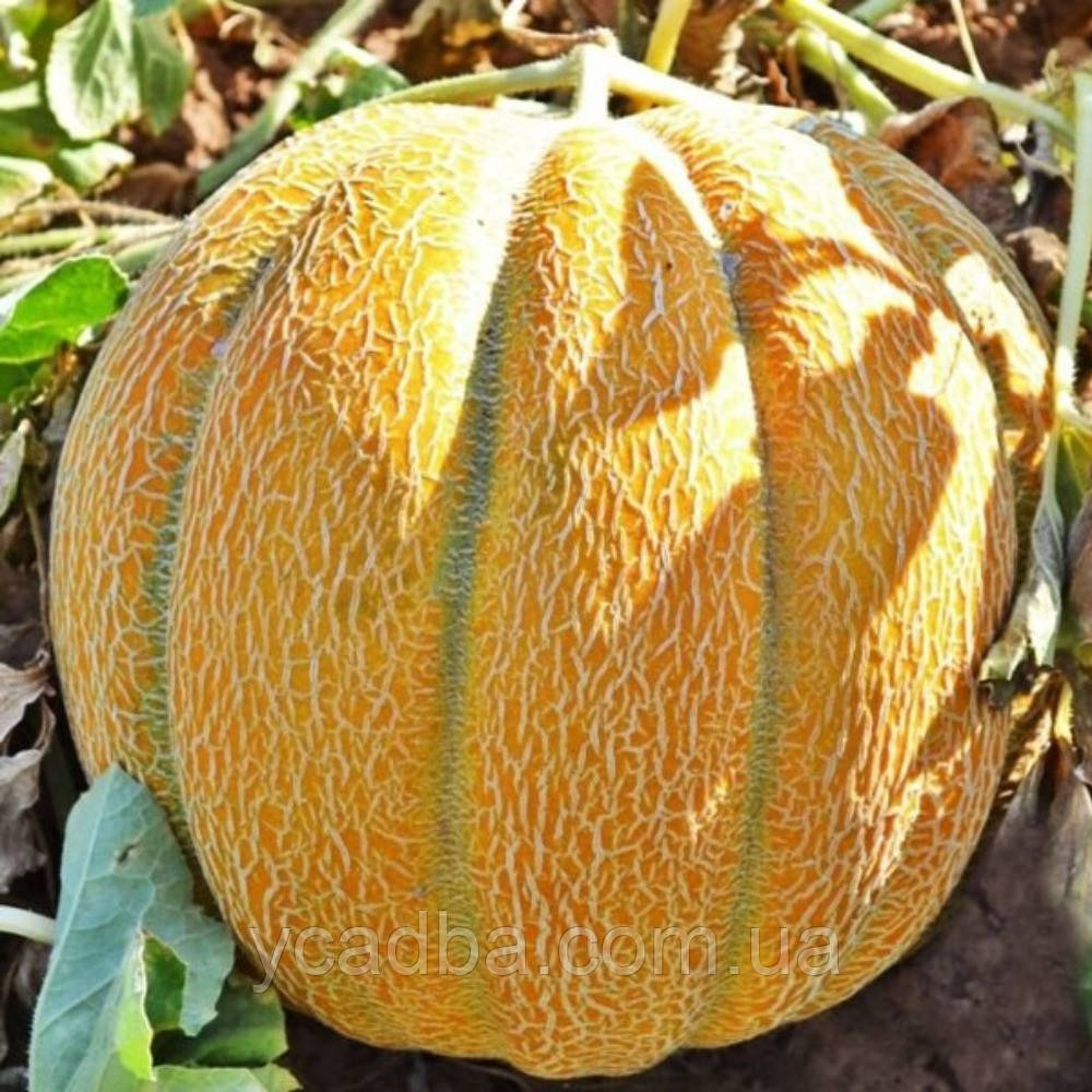 Насіння Дині Ефіопка (1г), фото 1