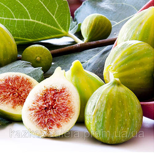 Купить Инжир "Белый Адриатический", цена 399 ₴ — Prom.ua (ID#1760027908)