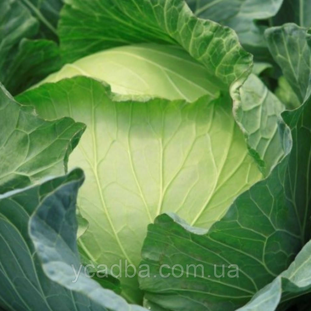 Насіння Капусти Валентина F1 (0.5г), фото 1