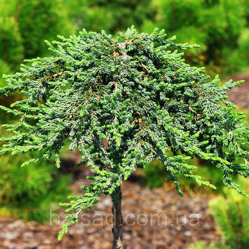 Ялівець Зіал на штамбі / С5 / h 75 / Juniperus Zeal