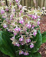 Садова орхідея "CALANTHE".
Orchid "Calanthe".