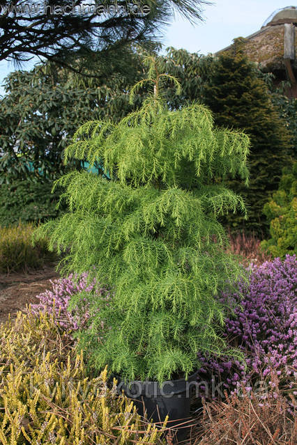 Криптомерія японська 