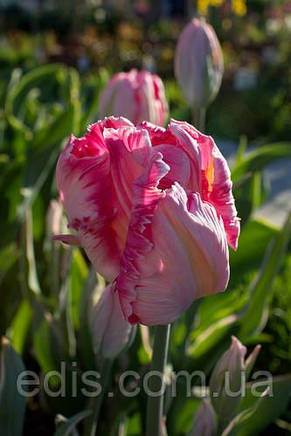 Суміш папугових тюльпанів, 9 цибулин, фото 3