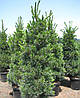 Сосна м'яка Vanderwolf`s Pyramid 3 річна, Сосна гибкая Вандервульф Пирамид Pinus flexilis Vanderwolf`s Pyramid, фото 7