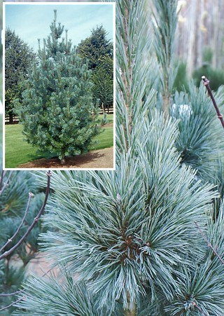 Сосна м'яка Vanderwolf`s Pyramid 3 річна, Сосна гибкая Вандервульф Пирамид Pinus flexilis Vanderwolf`s Pyramid