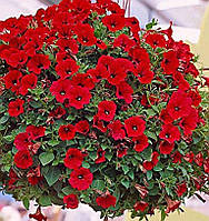 Петуния Supertunia Chilli Red красная d10cм