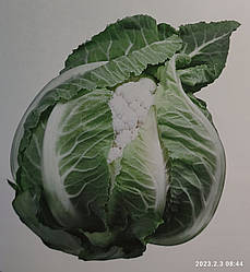 Капуста цвітна Клаптон F1 50 насіння