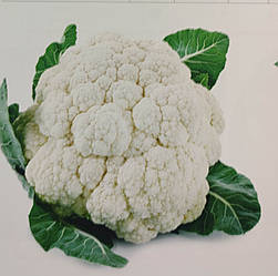 Капуста цвітна Клафорса F1 50 насінин