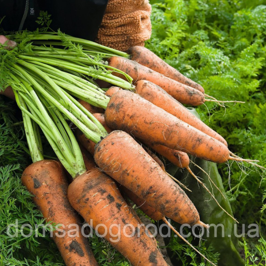 Морква КОРДОБА Bejo ( 1,4 - 1,6) 100 000насінин