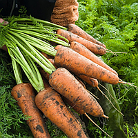 Морква КОРДОБА Bejo ( 1,8 - 2,0) 100 000насінин