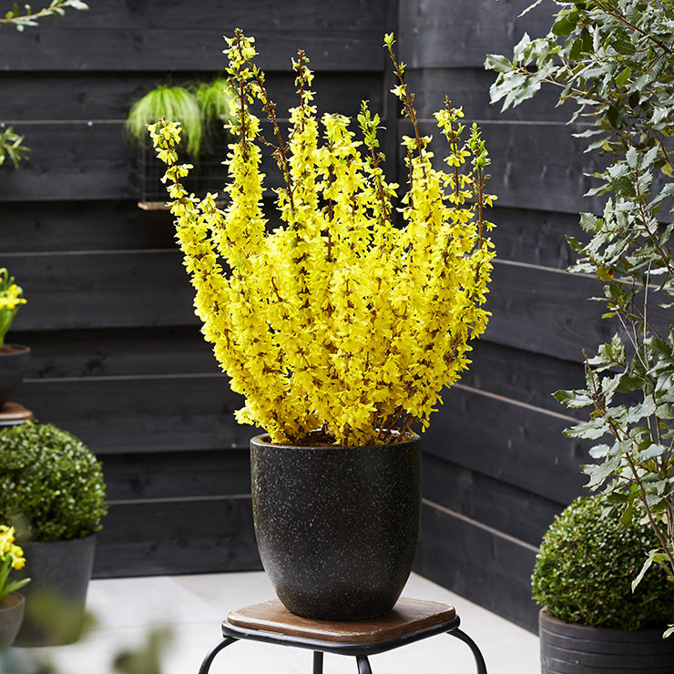 Форзиція Мікадор / Forsythia Intermedia Mikador
