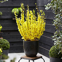 Форзиція Мікадор / Forsythia Intermedia Mikador