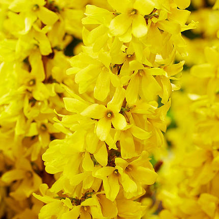 Форзиція Мікадор / Forsythia Intermedia Mikador, фото 2