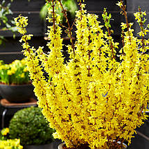Форзиція Мікадор / Forsythia Intermedia Mikador, фото 3