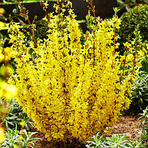 Форзиція Мікадор / Forsythia Intermedia Mikador, фото 4