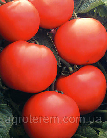 Семена томата Дебют F1 (Debut F1) 1000с - фото 2 - id-p14857963