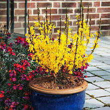 Форзиція Мініголд / Forsythia Intermedia Minigold