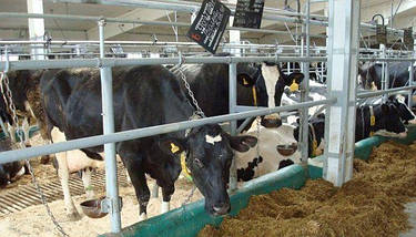 Ланцюг трехконцевий 7 мм для прив'язі ВРХ, фото 3