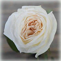 Роза чайно-гибридная Вайт Охара (White O'Hara)