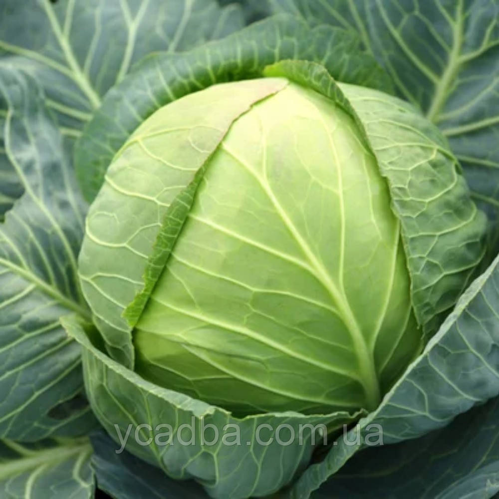 Насіння Капусти Українська осінь (1г), фото 1