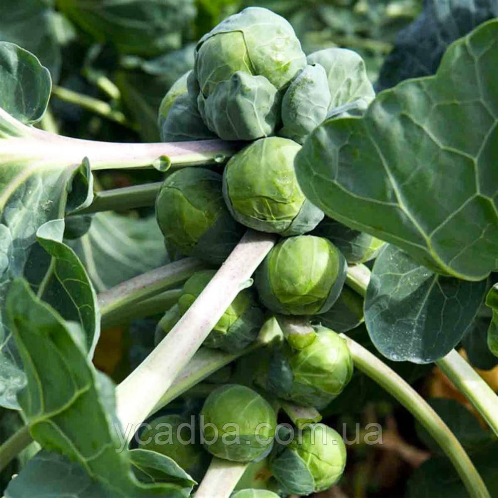 Насіння Капуста брюссельська Геркулес (1г), фото 1
