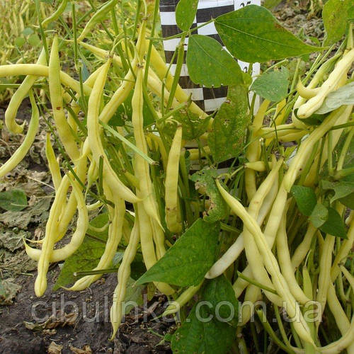 Купить Фасоль зерновая Мавка Яскрава (30 г.), цена 17 ₴ — Prom.ua (ID ...