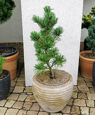 Сосна дрібноквіткова Schoon's Bonsai 3 річна, Сосна мелкоцветная Шунс Бонсай, Pinus parviflora Schoon's Bonsai, фото 3