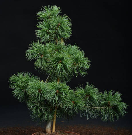 Сосна дрібноквіткова Schoon's Bonsai 3 річна, Сосна мелкоцветная Шунс Бонсай, Pinus parviflora Schoon's Bonsai, фото 1