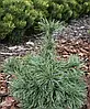 Сосна дрібноквіткова Schoon's Bonsai 2 річна, Сосна мелкоцветная Шунс Бонсай, Pinus parviflora Schoon's Bonsai, фото 11