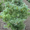 Сосна дрібноквіткова Schoon's Bonsai 2 річна, Сосна мелкоцветная Шунс Бонсай, Pinus parviflora Schoon's Bonsai, фото 10